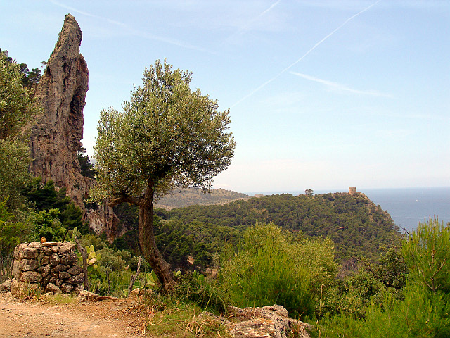 Felsnadel