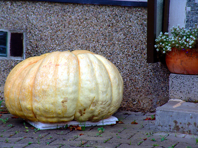 Riesen Kürbis