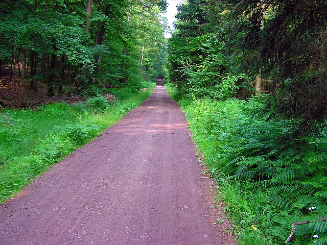 Waldweg