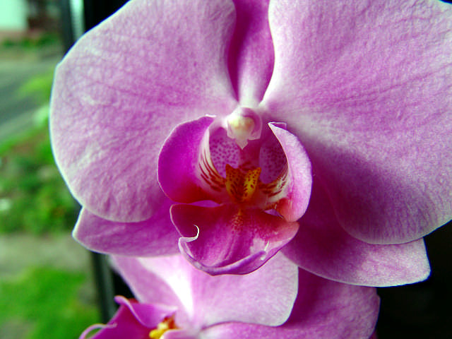 Orchidee
