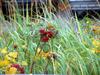 Sample image from gallery