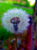 Sample image from gallery