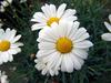 Sample image from gallery