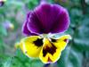 Sample image from gallery