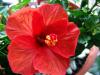 Sample image from gallery