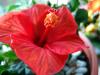 Sample image from gallery