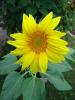 Sample image from gallery