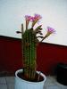 Sample image from gallery