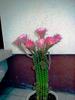 Sample image from gallery