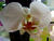 Orchidee