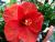 Hibiskus