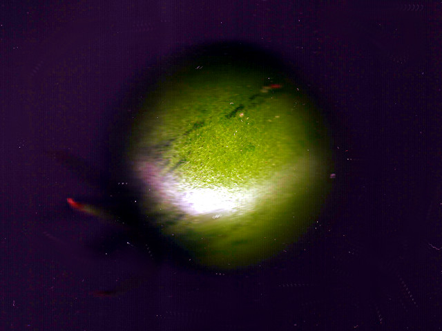 Tomate grün