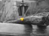 Sample image from gallery