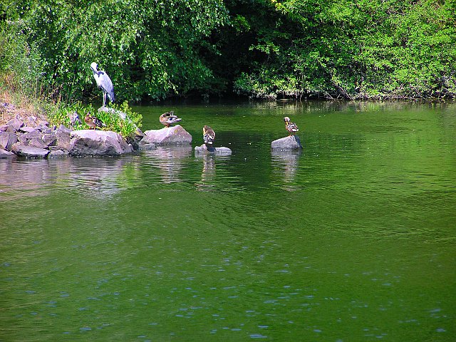 Enten