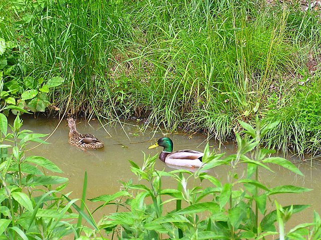 Enten