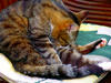 Sample image from gallery