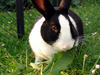 Sample image from gallery